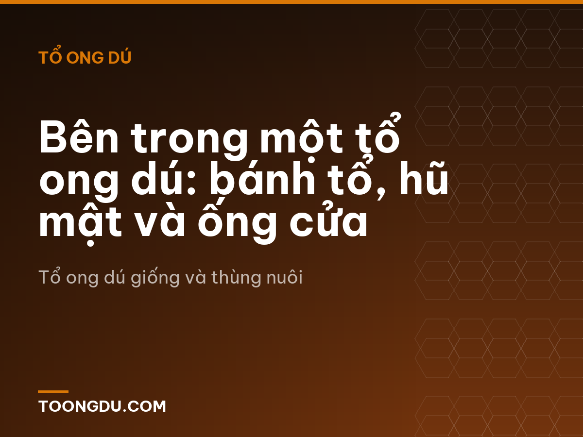 Bên trong một tổ ong dú: bánh tổ, hũ mật và ống cửa