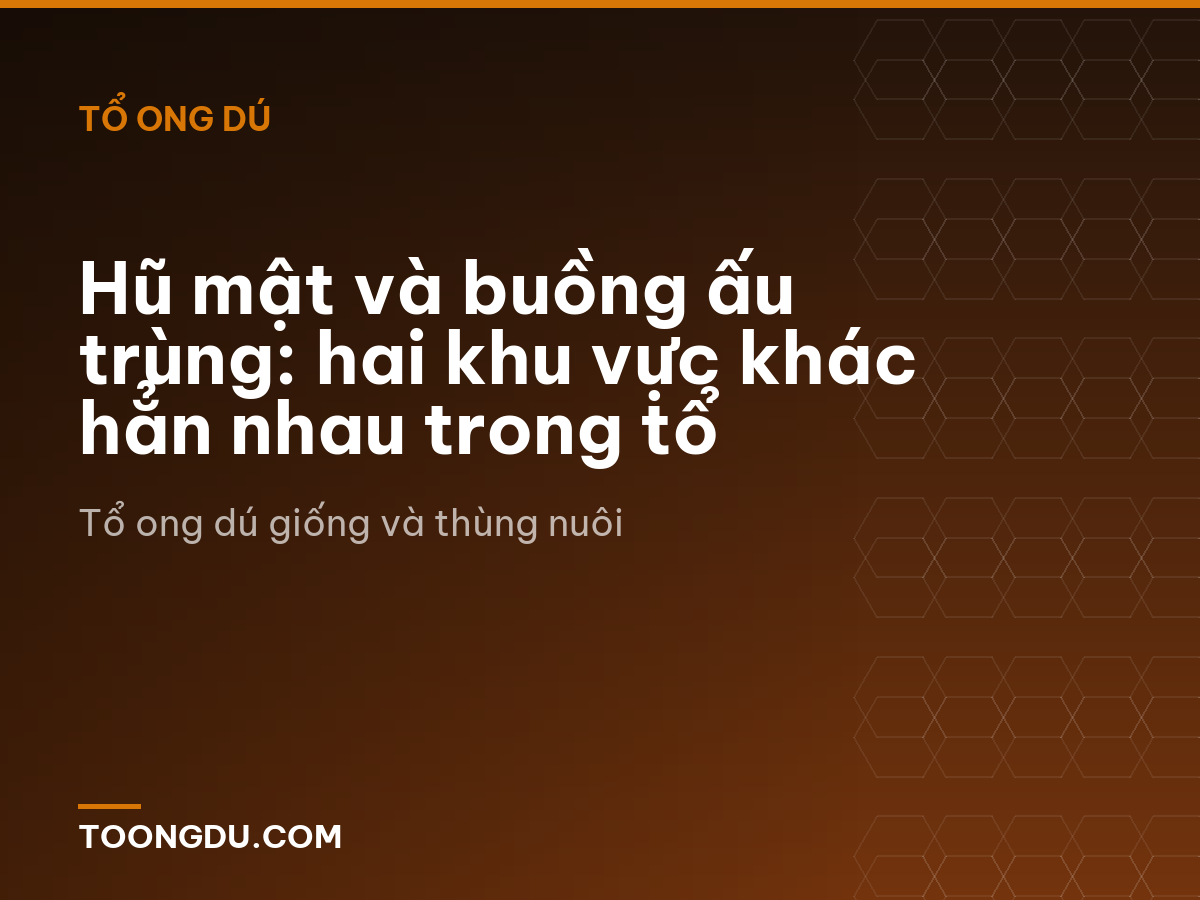 Hũ mật và buồng ấu trùng: hai khu vực khác hẳn nhau trong tổ