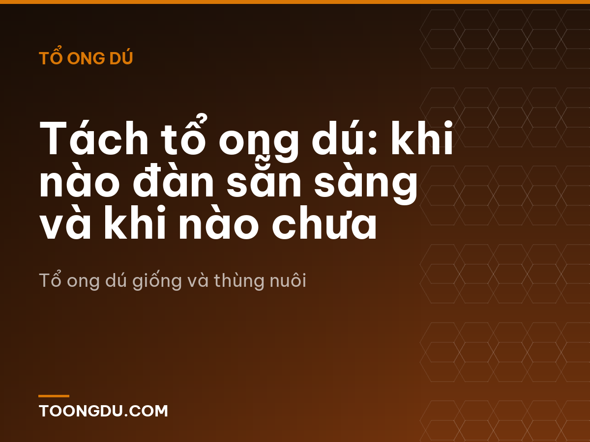 Tách tổ ong dú: khi nào đàn sẵn sàng và khi nào chưa